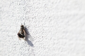 A Moth Resting Calmly on a Textured White Wall Surface, Capturing its Intricate Details