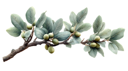 A branch with green leaves and small round fruits perfect for nature botanical and decorativ