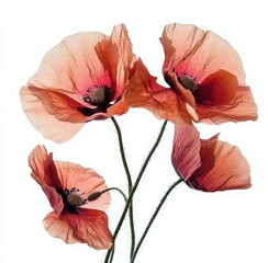 Translucent Pink Poppy Flowers on White Background, floral, botanical