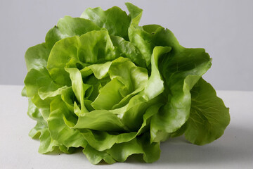 A Head of Boston Lettuce