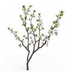 Obraz premium Blooming almond tree branches against a pure white backdrop.