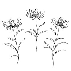 Set of outline lily, leaves, doodle floral pattern. Hand drawn lilies Botanical drawing. Detailed line art Lycoris illustration. Simple Stylized flowers. Elegant Black and White blossom