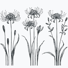 Set of outline lily, leaves, doodle floral pattern. Hand drawn lilies Botanical drawing. Detailed line art Lycoris illustration. Simple Stylized flowers. Elegant Black and White blossom