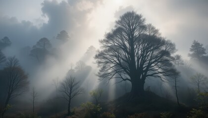 Fototapeta premium Ethereal Tree Silhouette in Misty Forest with Dramatic Rays of Light
