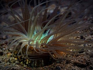 Tube Anemone, Zylinderrose, Blumentier