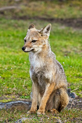 Patagonian Fox in Tierra del Fuego, Argentina