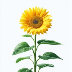 Single sunflower with green leaves isolated on white background