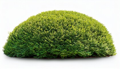 green bush isolated o