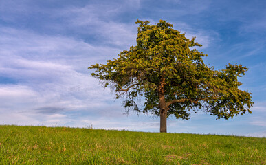 Spätsommerlicher Apfelbaum in stimmungsvoller Abendstimmung auf einer Streuobstwiese in Swisttal