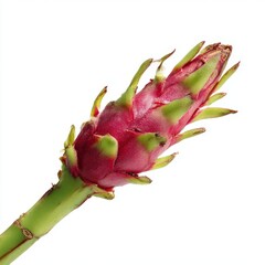 Fototapeta premium Dragon fruit close up single fruit on white background