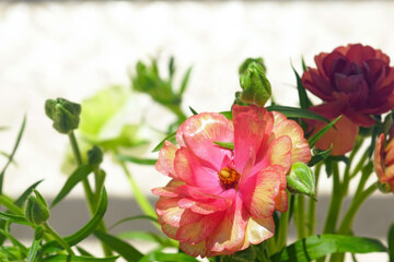 An unusual variety of ranunculus: a head of cultivated buttercup with a small number of petals of complex red-yellow color. A seasonal bouquet of bright spring flowers illuminated by the sun.