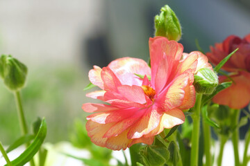 A close-up photograph of the open bud of the Butterfly ranunculus variety with double-colored petals. Cultivated buttercups of red and yellow color. A sunlit flower in a spring bouquet.