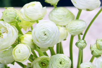 Bouquet of white terry ranunculus close-up: multi-petal open buds of cultivated buttercups of the Cloni variety. Floral arrangement of one type of flowers to create a spring atmosphere at home