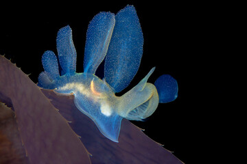 Hooded Nudibranch (Melibe leonina), also known as the lion's mane nudibranch, showcases its...