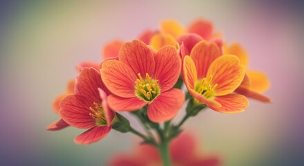 Delicate Coral and Gold Blossoms - A cluster of vibrant coral and gold flowers, symbolizing beauty, growth, renewal, passion, and fragility. Intricate petal details are highlighted against a soft
