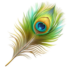 close up of peacock feather