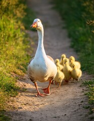 White goose walking on a dirt path with a group of chicks following behind