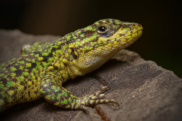 Thin Tree Iguana (Liolaemus tenuis) 