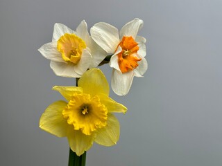 Fresh daffodil flowers on the white background