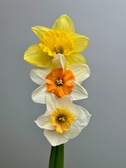 Fresh daffodil flowers on the white background