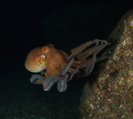 An octopus goes out at night to hunt with all its available weapons.