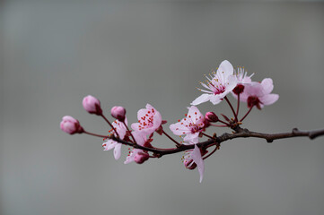 Śliwa wiśniowa (Prunus cerasifera) © tom