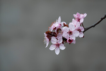 Śliwa wiśniowa (Prunus cerasifera) © tom