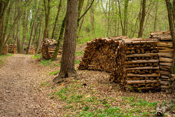 View of stacked firewood in the forest. Preparing firewood for the next season