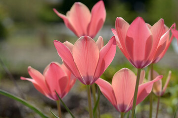 Naklejka premium ツーリパ・クレチカ アニカ