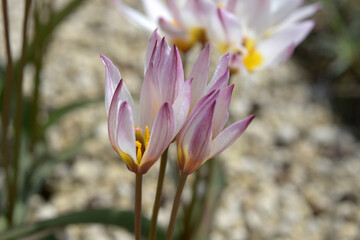 Fototapeta premium ツーリパ・クレチカ ビルデ