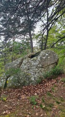 Magnifique rocher en forme de dragon dans la forêt de Fontainebleau