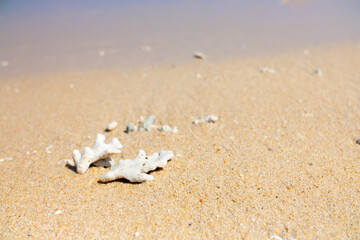 Corals on the sand on the seashore. Seascape background, sandy shore with corals and shells.