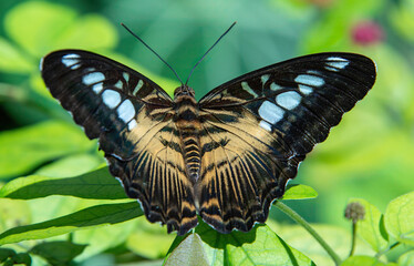 Clipper Butterfly