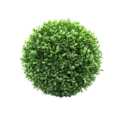 A perfect sphere of vibrant green foliage, a miniature living globe symbolizing nature's artistry and resilience against a clean white backdrop.
