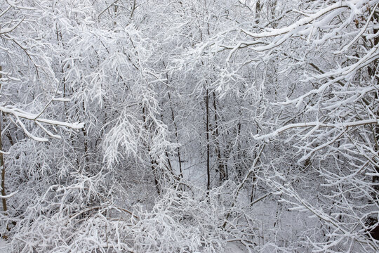 A dense forest completely enveloped in snow, with every branch and twig heavily coated in white, creating an intricate and monochromatic winter scene. 