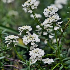 A cluster of small white flowers arranged in dense, rounded bunches with green stems and leaves in the background. A delicate and natural motif, perfect for ecological, botanical projects