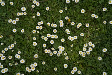 A field of small white daisies with yellow centers scattered across green grass and foliage. These lively floral clusters bring a sense of freshness and natural beauty, perfect for ecological projects