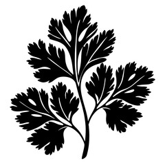Striking silhouette of a cilantro plant with intricately patterned leaves