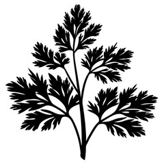 Detailed Black and White Parsley Herb Silhouette with Intricate Leaf Structure