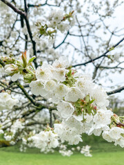 Obraz premium Apple Tree Floral Blossom. Bright Spring time background. group of many white Apple fruit Flowers. head on, vertical shotclose up
