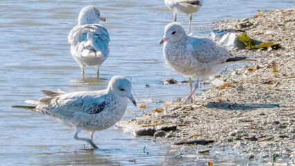 Seagulls staying by the water