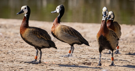 Close up of a group of white faced whistling ducks walking at waters edge