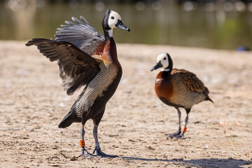 Close up of a white faced whistling duck flapping its wings  at waters edge