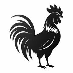 rooster isolated on white background
