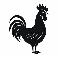 rooster isolated on white background