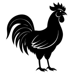 rooster isolated on white background