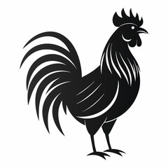 rooster isolated on white background