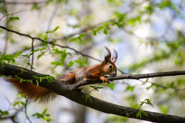 red squirrel sitting on a tree branch