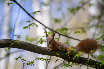 red squirrel sitting on a tree branch