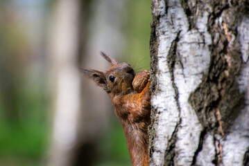 squirrel carries a nut in its teeth to the tree